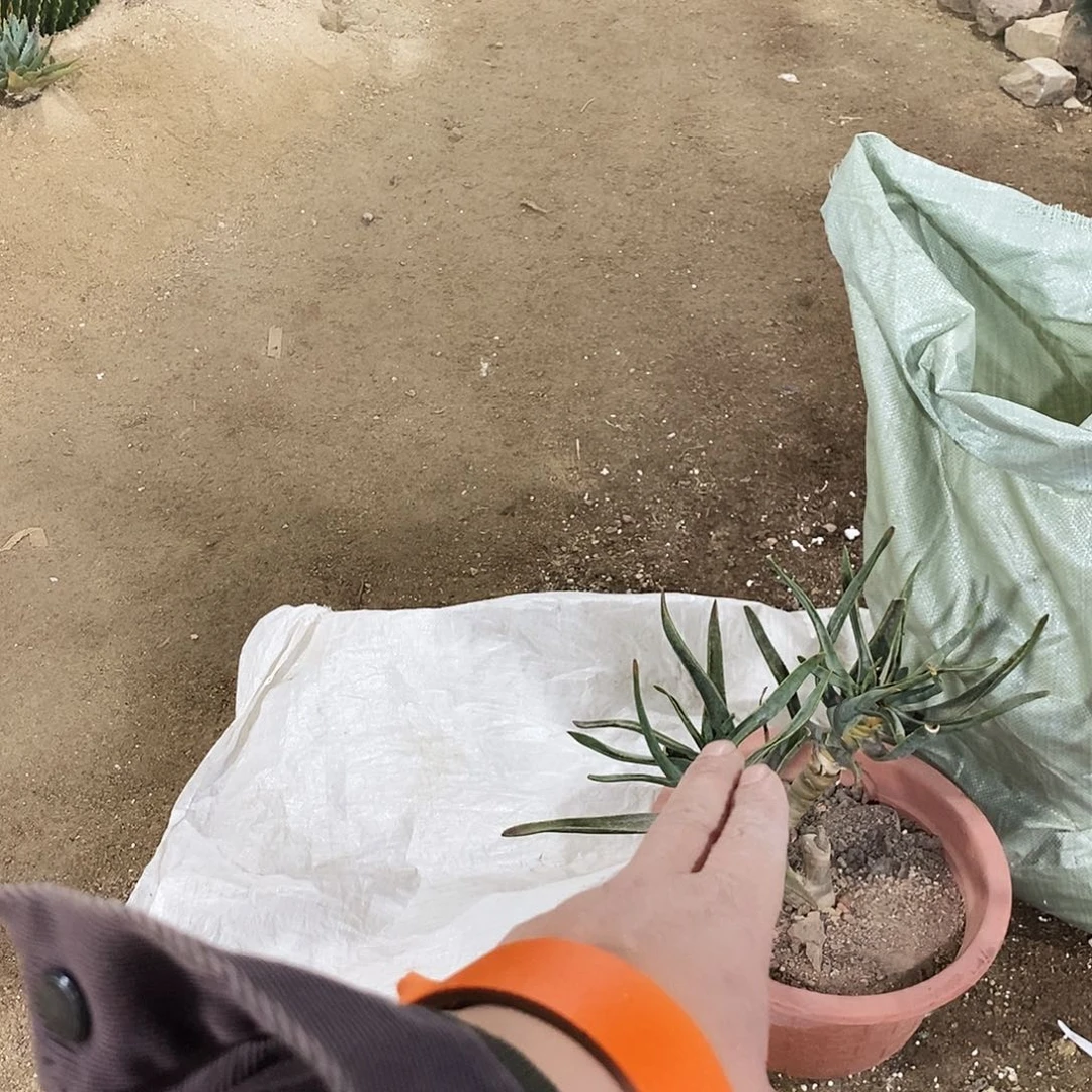 -***啾多齐芦荟一颗。