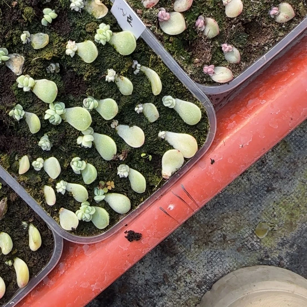 闪灵芝麻穴一个满25包邮