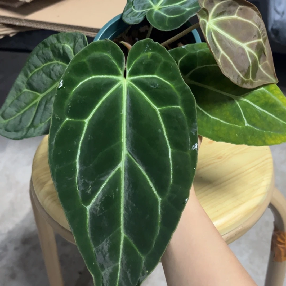 无花朵15 贝斯杂水晶(活动两颗包邮 不售后)