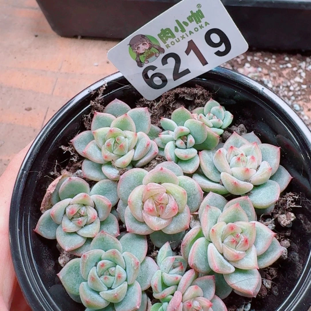 多肉植物多肉植物