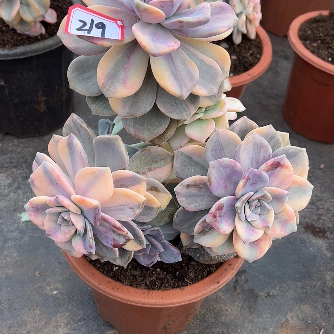 219号紫乐锦，一物一拍