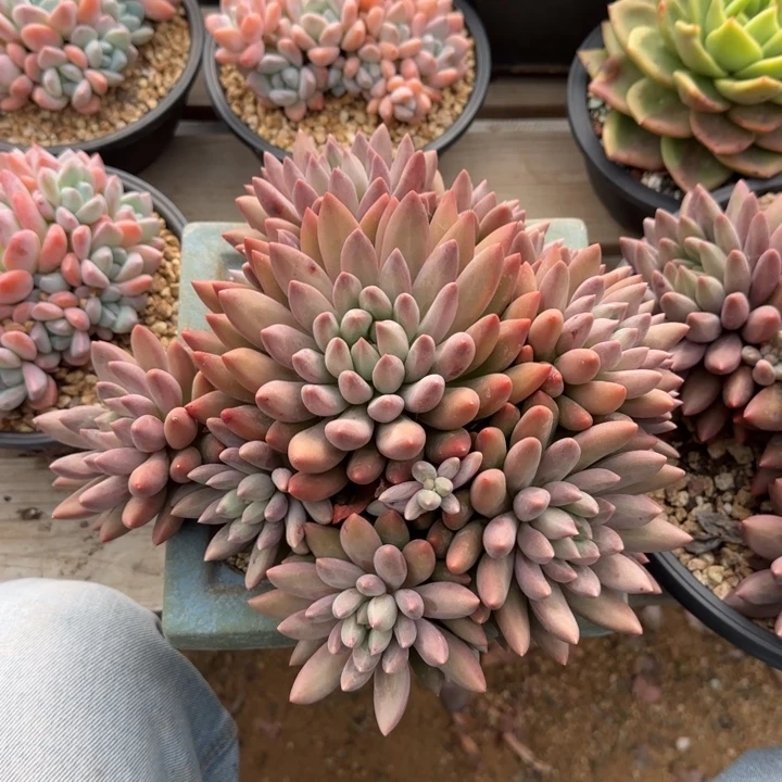 水晶球宽体五十包邮老桩