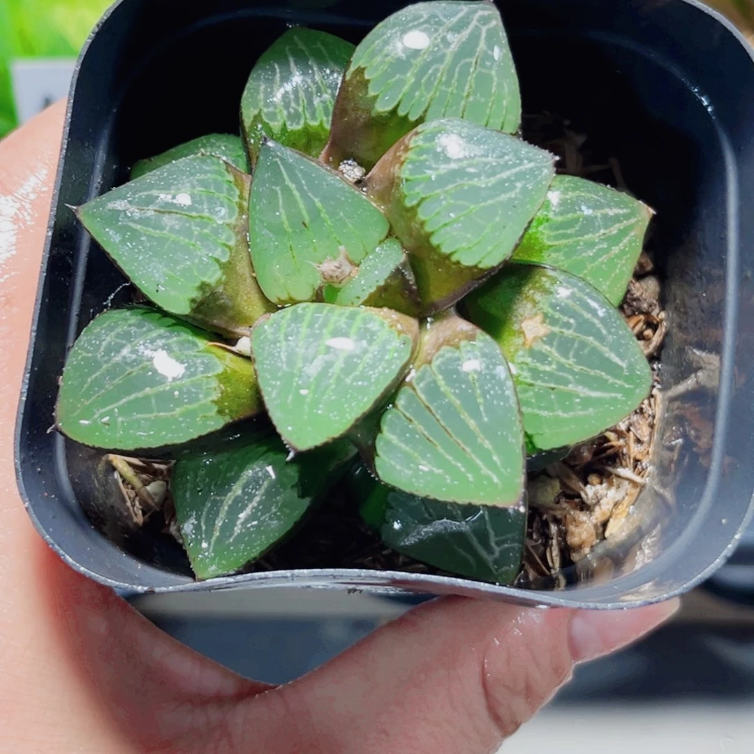 日月潭多肉植物6666