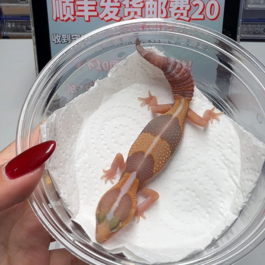 肥尾守宫肥尾橘白妹妹