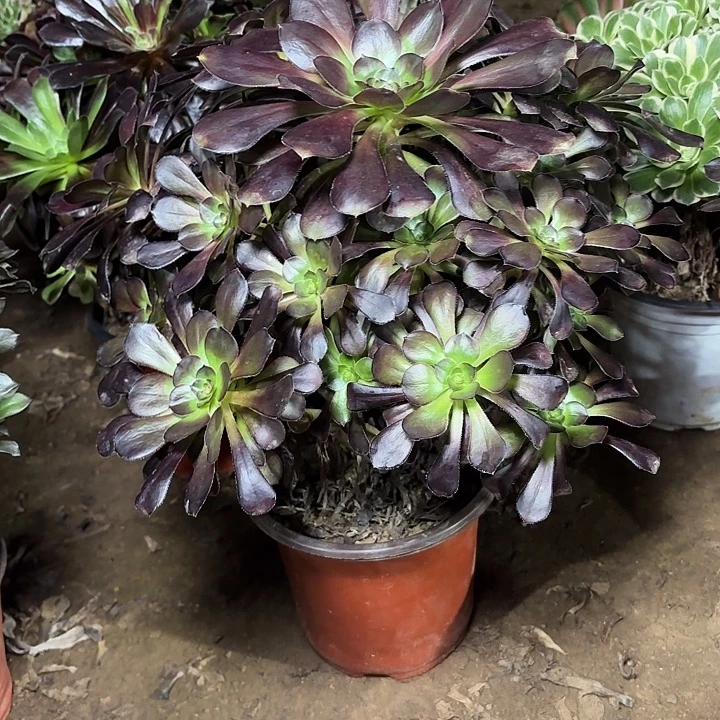 多肉植物厚圆叶50