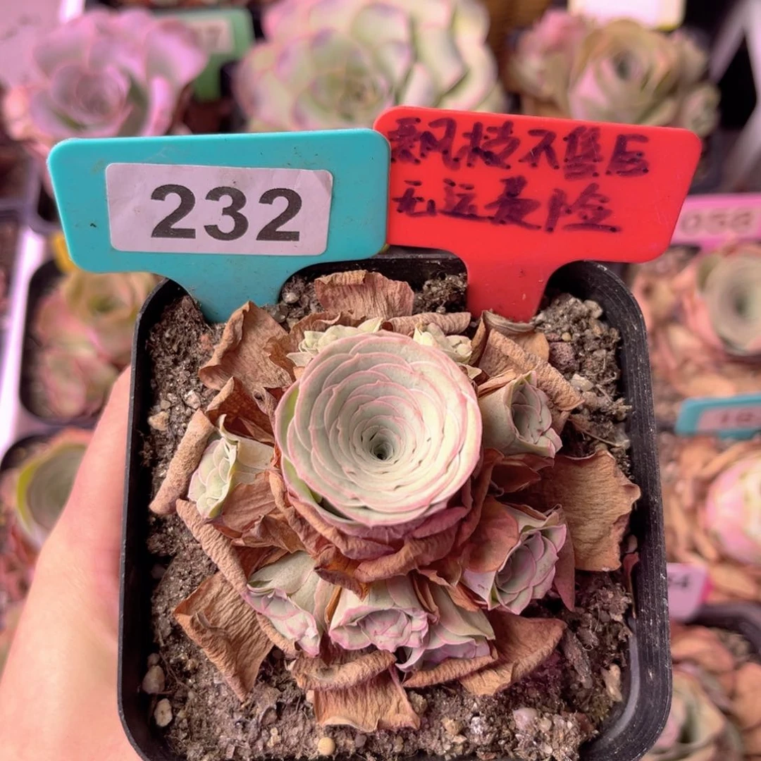 雪霁玫瑰群一物一拍232 6～7公分 裸根发