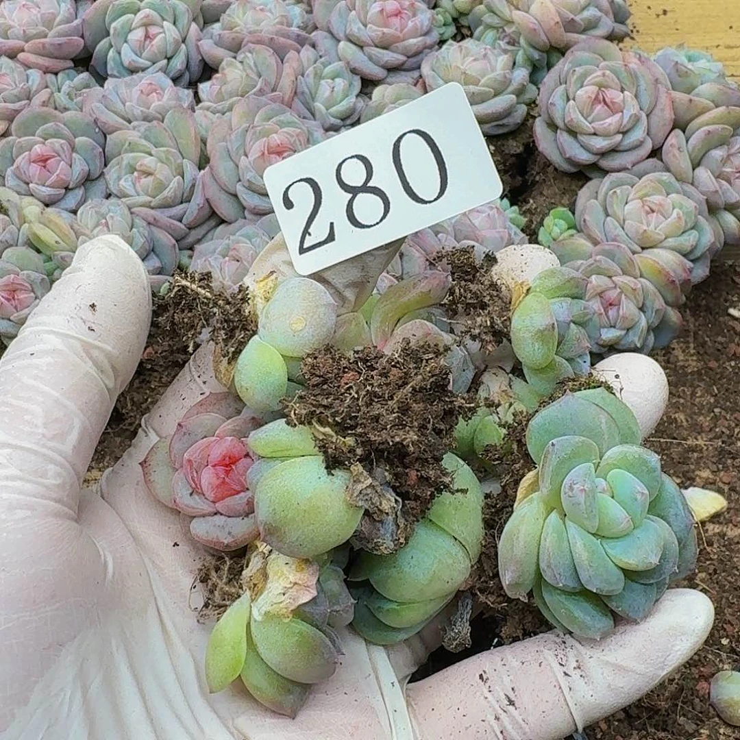 多肉植物多肉植物280