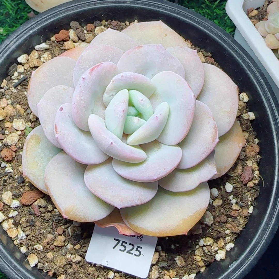 韩版奶茶，7525多肉植物