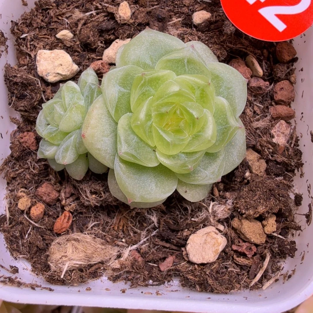 42号财富CF9一物一拍