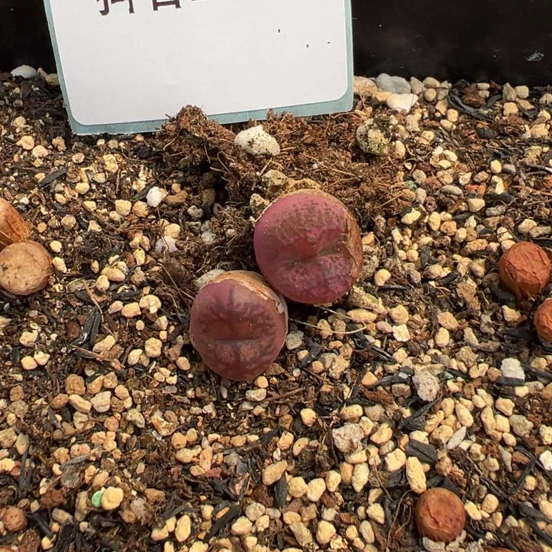 28-81肉锥多肉植物，