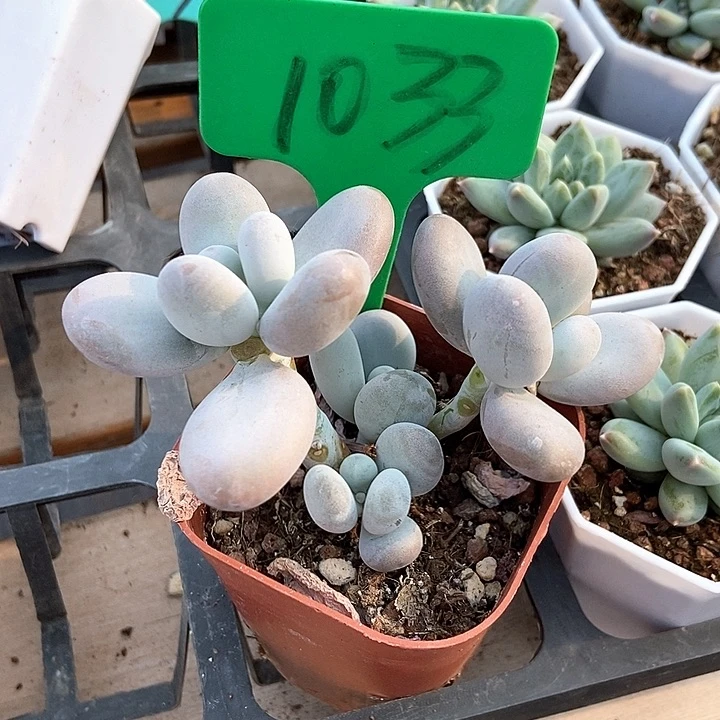 多肉植物蛋黄奶1033