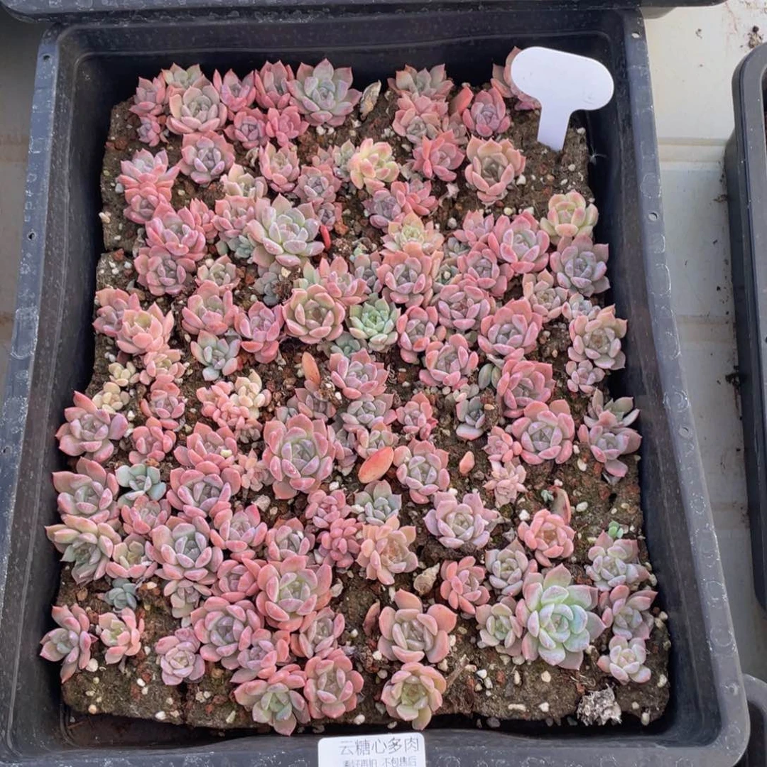 云糖心多肉植物266