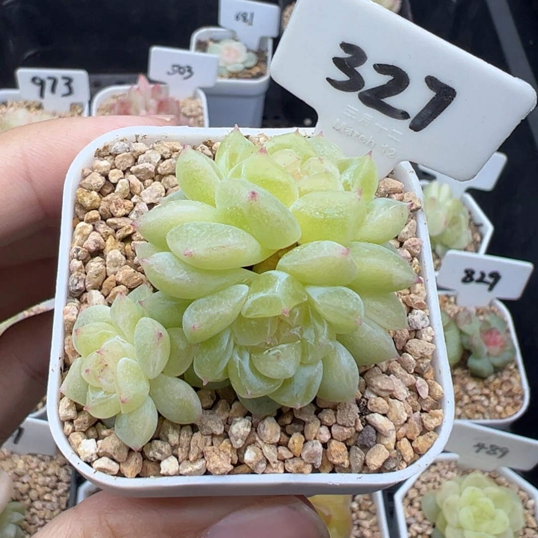 327号财富密码8888