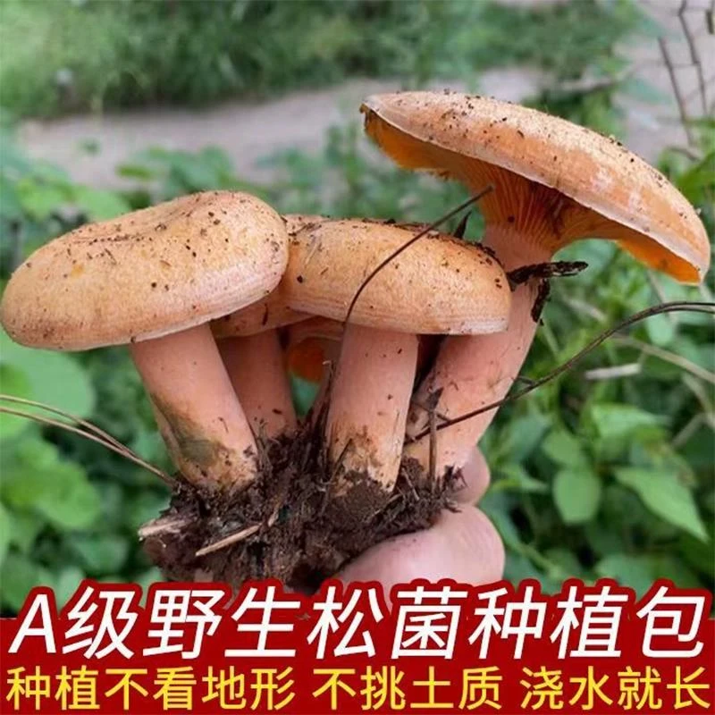 【只发菌包】松树菌种乌枞菌包高产优质菌包菌种家种黄枞菌枞树