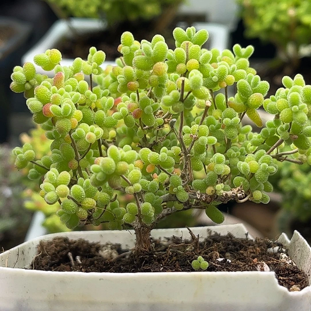 昕宝福利蜜桔枝干番杏