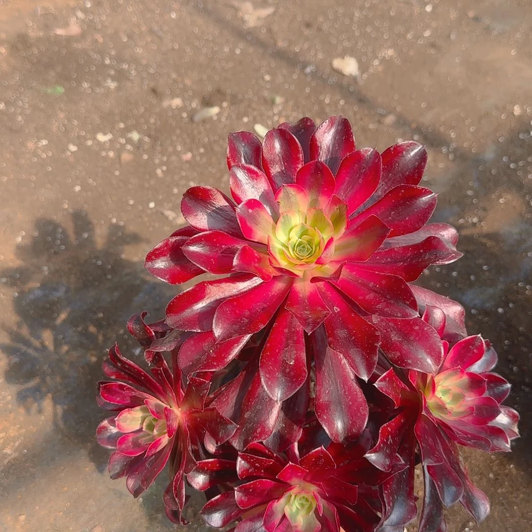 盆栽美杜莎多肉1颗