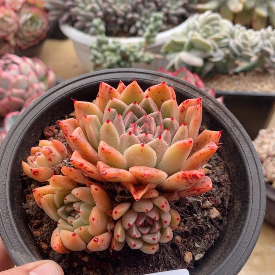 【闪购商品】2533金色石英