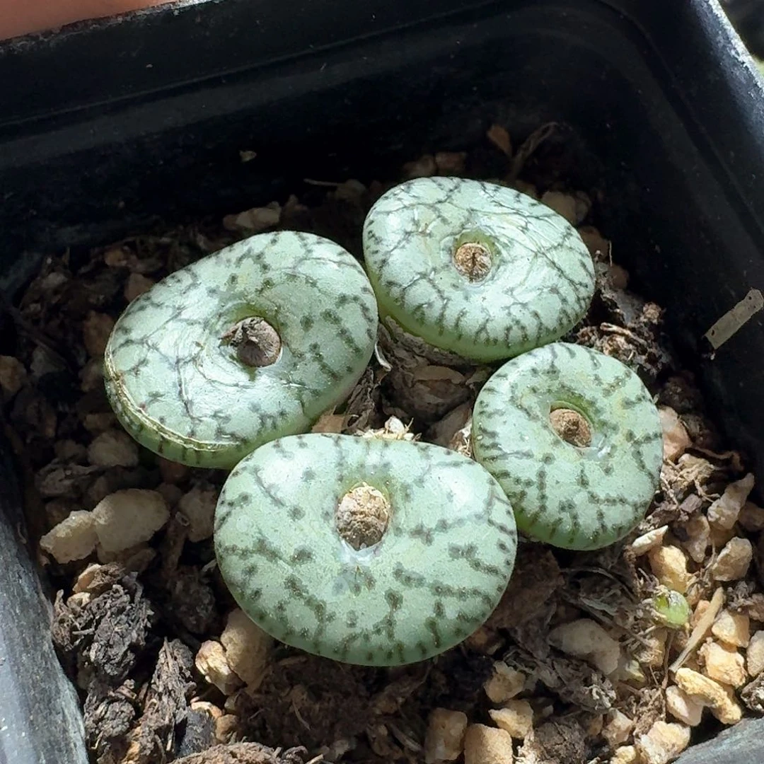 487荷叶安珍带盆发货