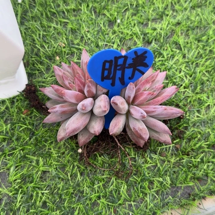 明***美羽毛纹虞美人多肉植物