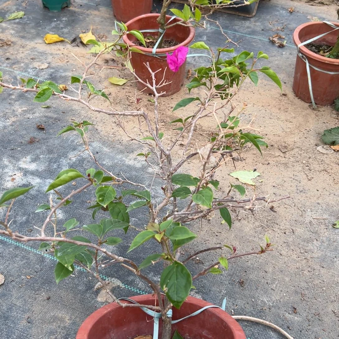 无花朵【11号洋红一棵】随机发货福利款不售后