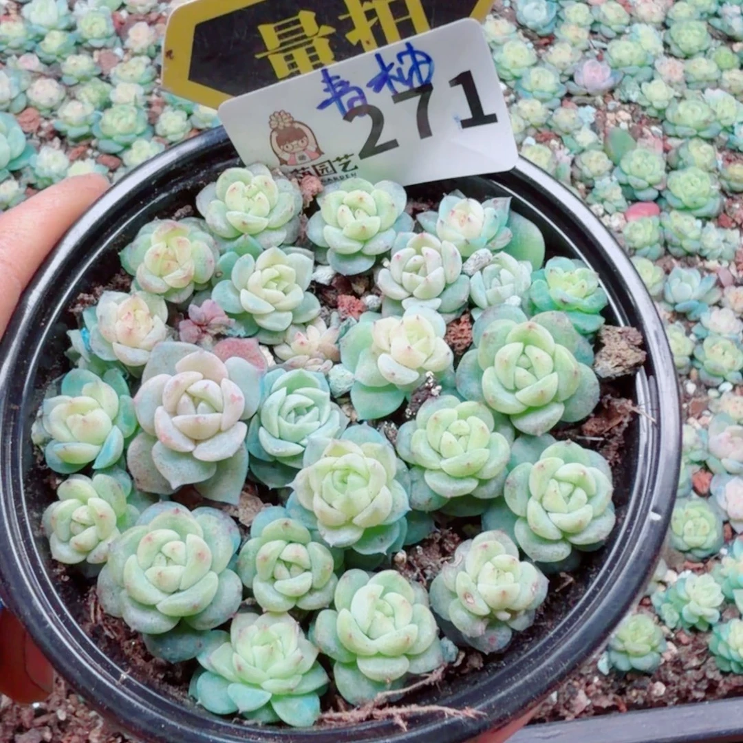 多肉植物多肉植物