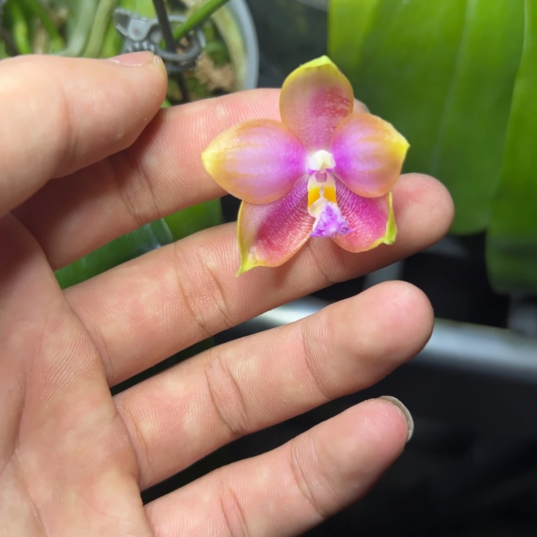 完全开放l151三寸ys1174