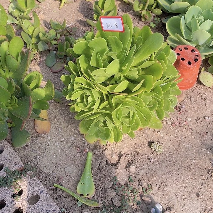 安*.绿羊绒生粉25杠8号