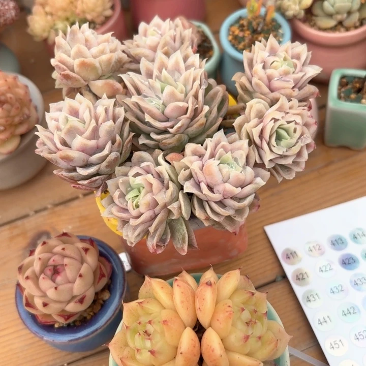 依*3盆多肉 哈哈哈