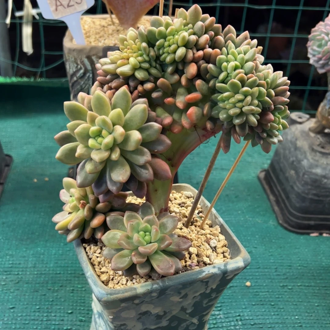 香奈儿缀，，，，，，，，，，，