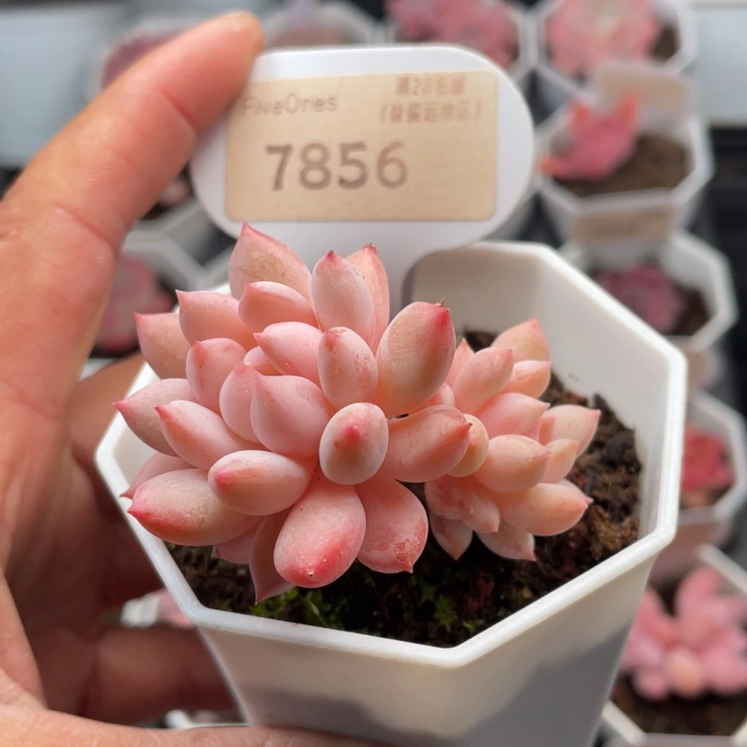 明珠7856-5.0厘米