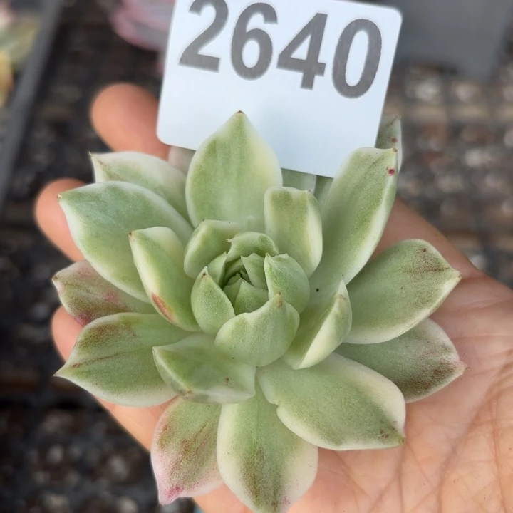 头盖锦无根当天次单满18包邮