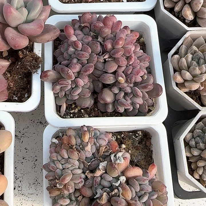 青蛙王子儿童牙膏111