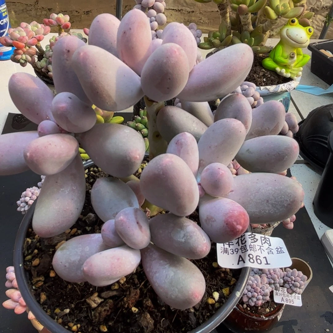 861/10cm米可奶多肉植物