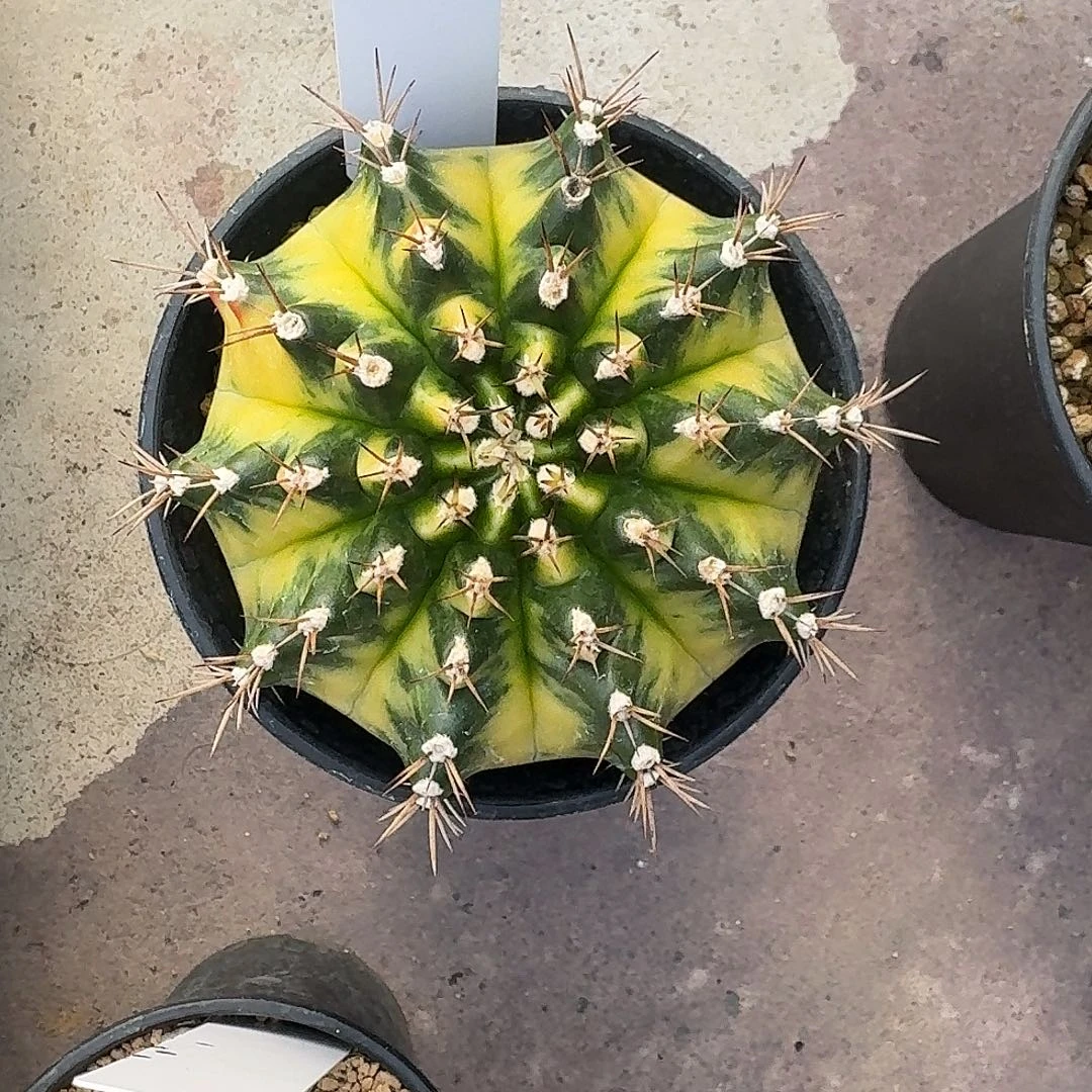 L147-1225广东发货 松饼