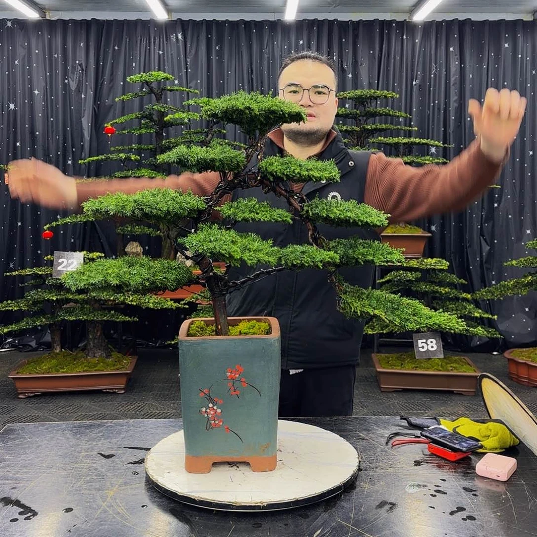 龙爪松高端造型盆景