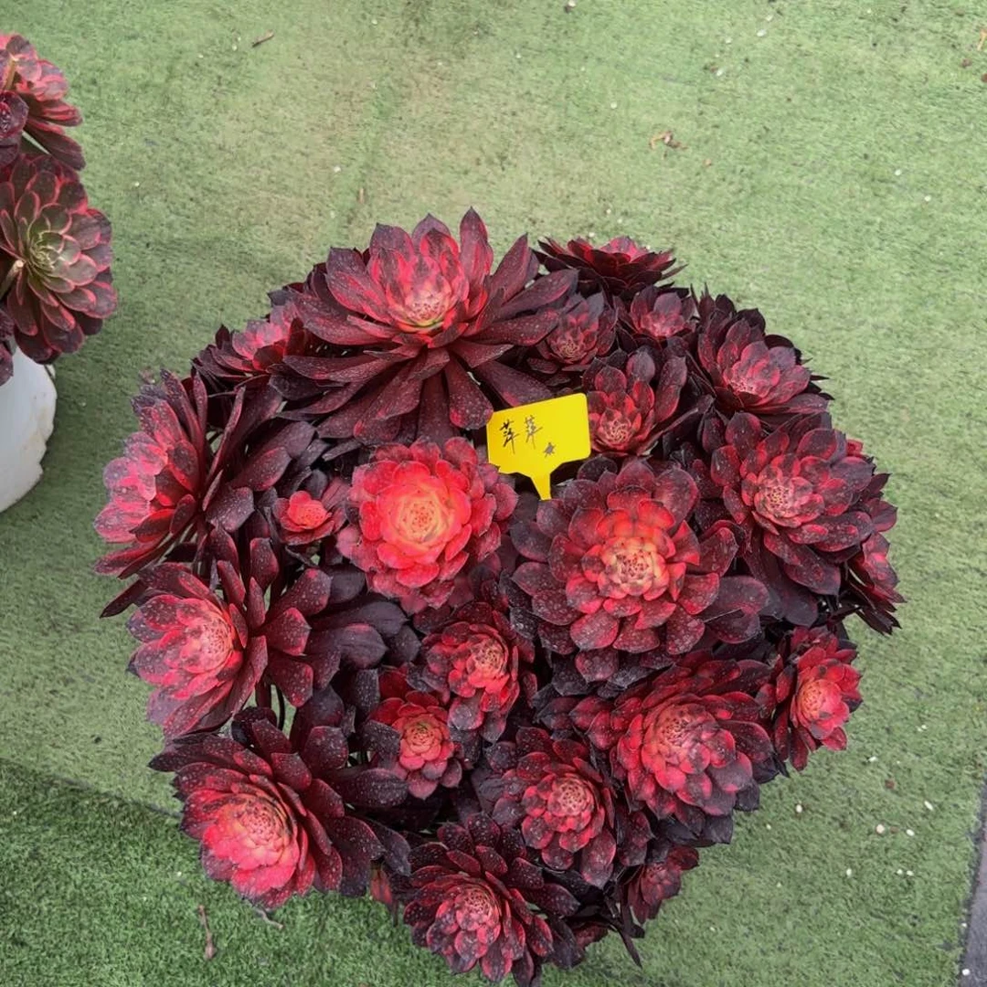 烟花08888888888888