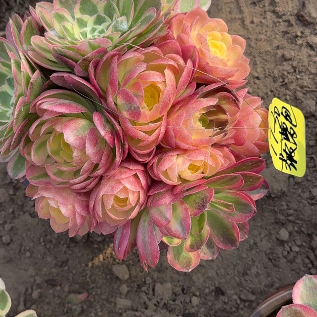 菠***包法师玉滋17-30寄养