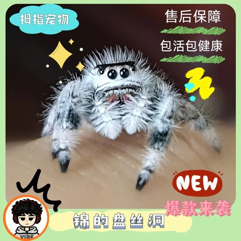 佛罗里达跳蛛卢卡斯可爱桌面宠物爬宠异宠小跳蛛宠物商品小蜘蛛