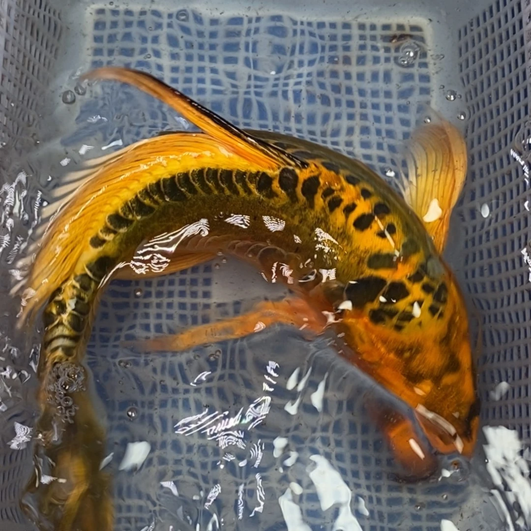 锦鲤冷水锦鲤包邮