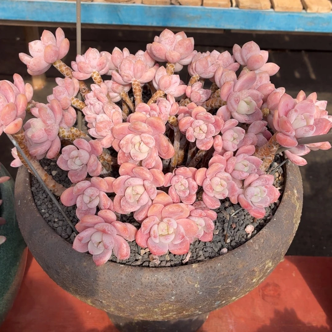 多肉植物 凝脂香-4