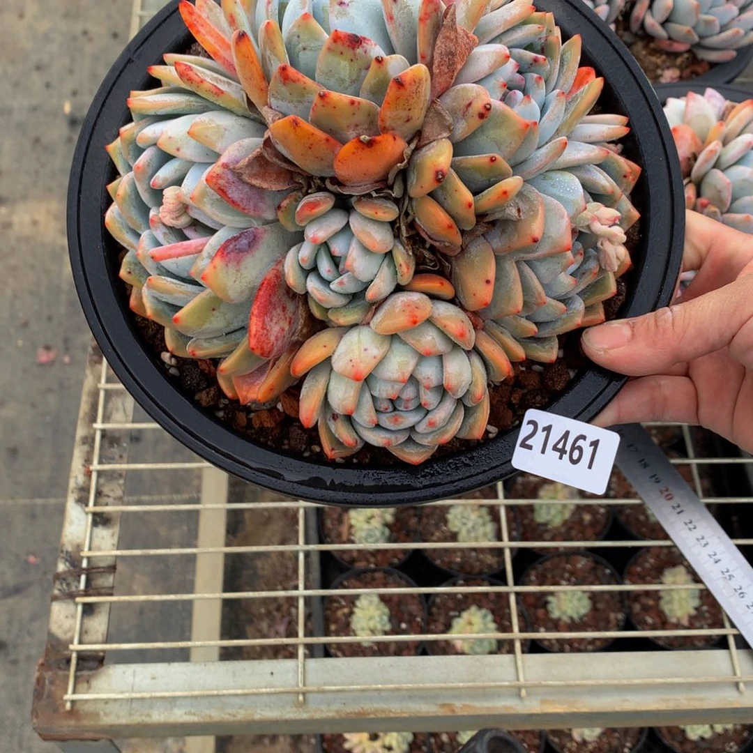 21461多头一个嗯嗯嗯嗯