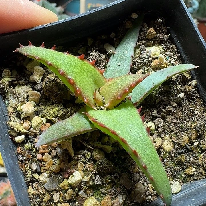 103卡萨帝脱土发货