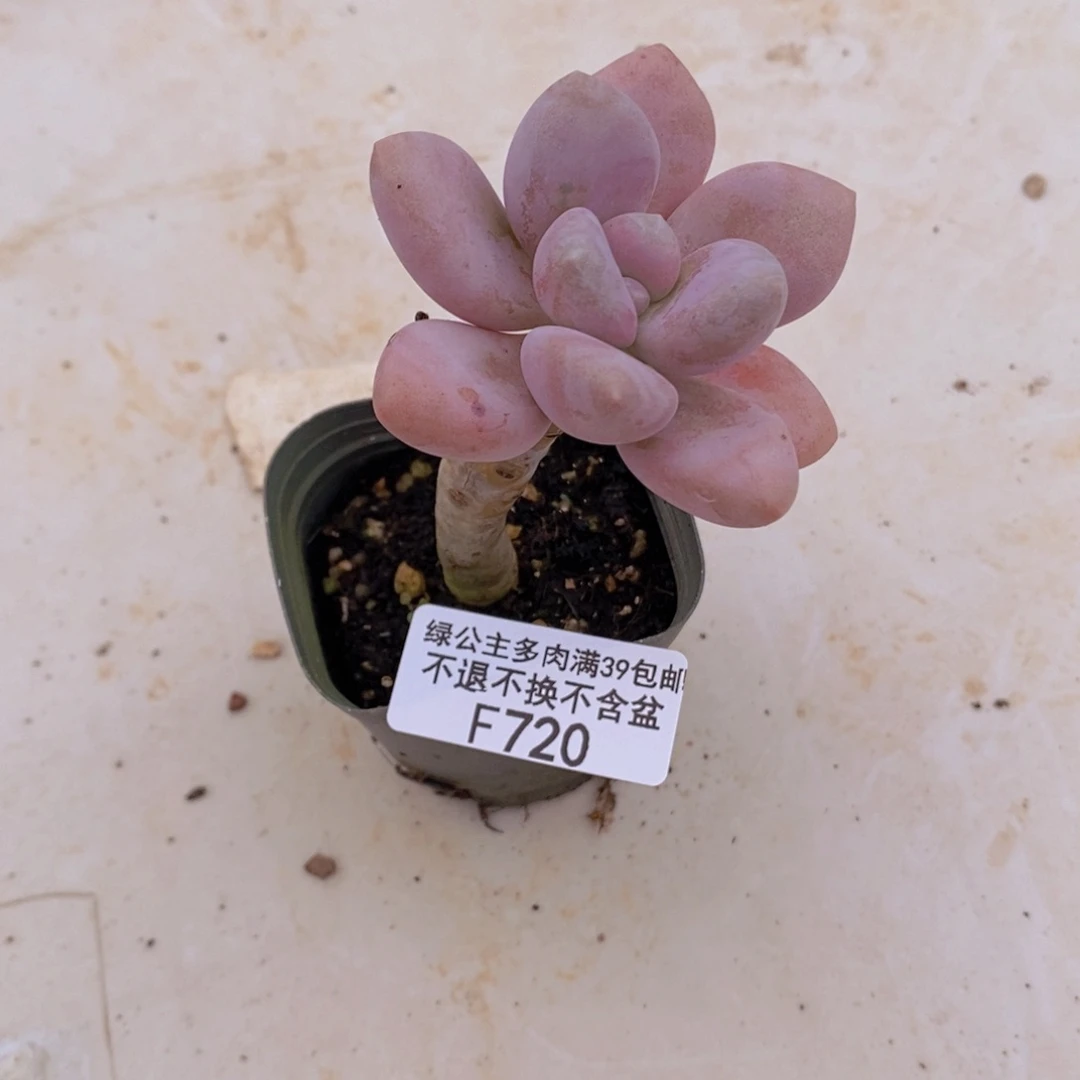 桃霜老桩720多肉植物