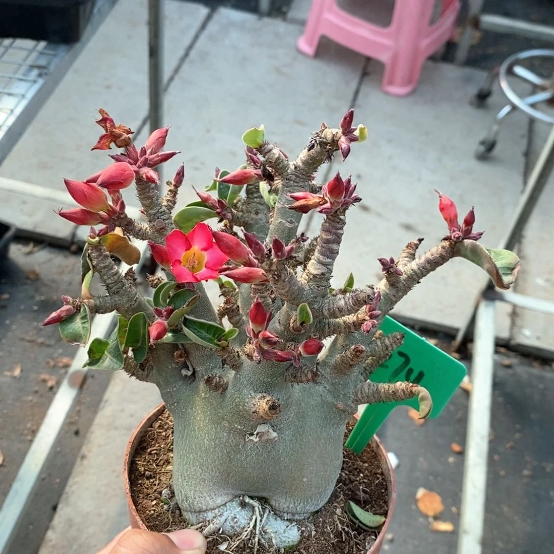 哥斯拉沙漠玫瑰多肉植物