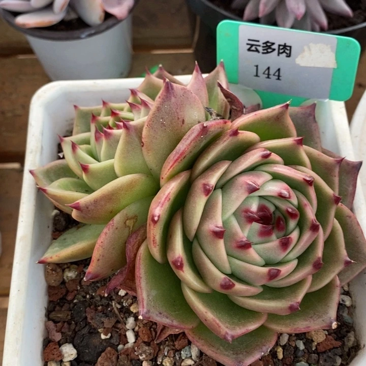 D144- 直播福利 蓝龙双头