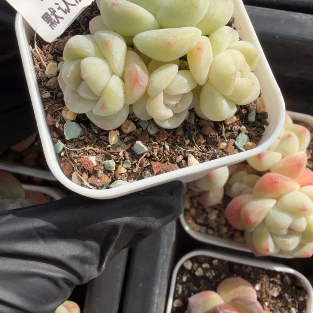 东篱下多肉植物哈哈哈哈30