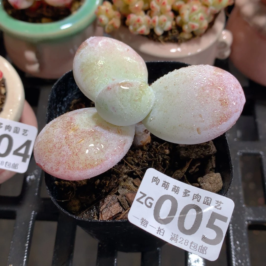 肉萌萌拇指盆精控多肉ZG005