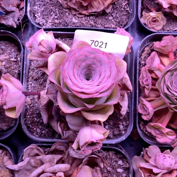 云***妹7021山地玫瑰花群