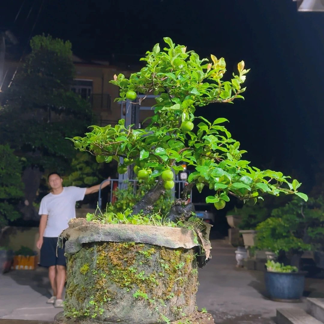 无花朵金蛋子老桩盆景1