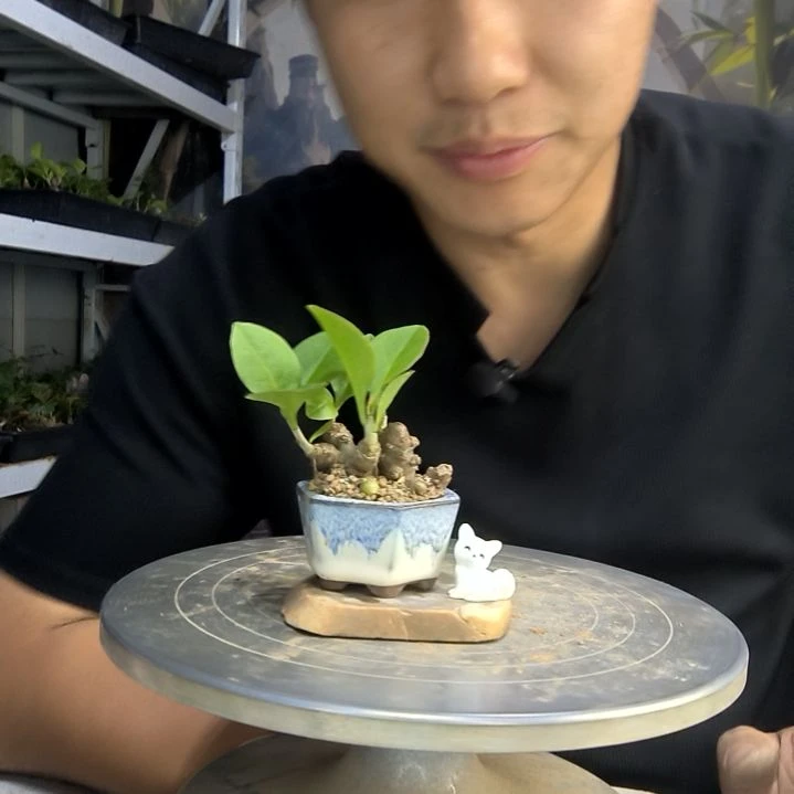 摔****肉中青园艺一物一拍80